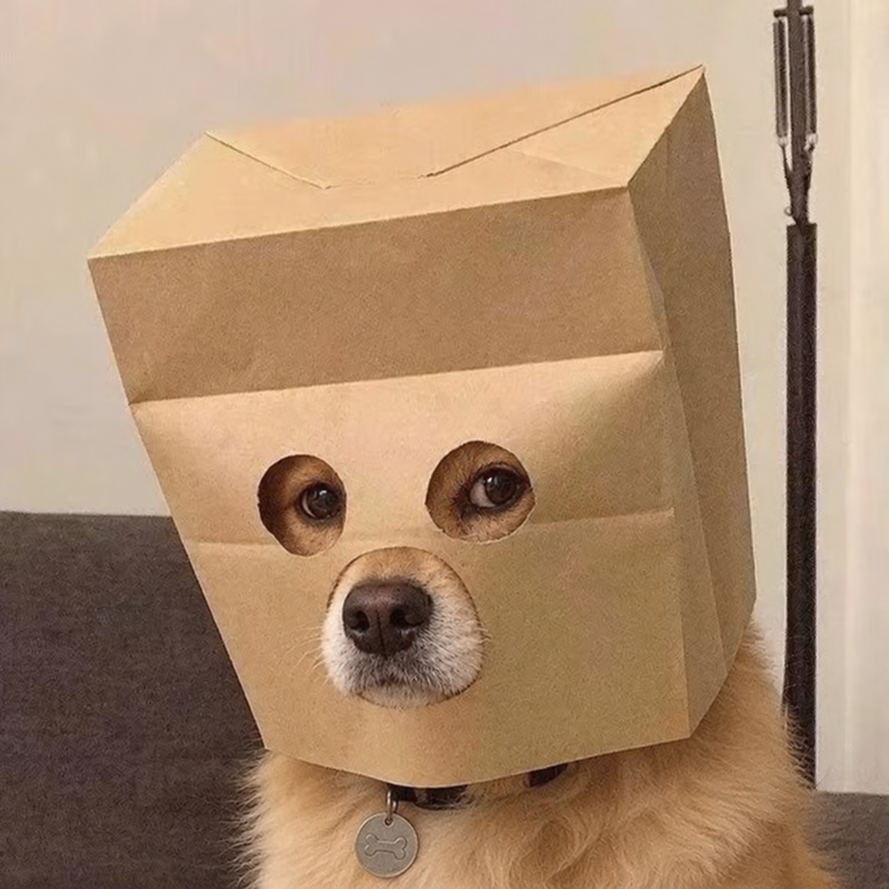 Dog wearing a paper bag mask